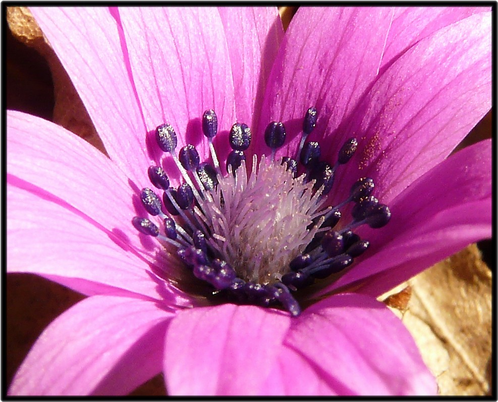 anemone fior di stella